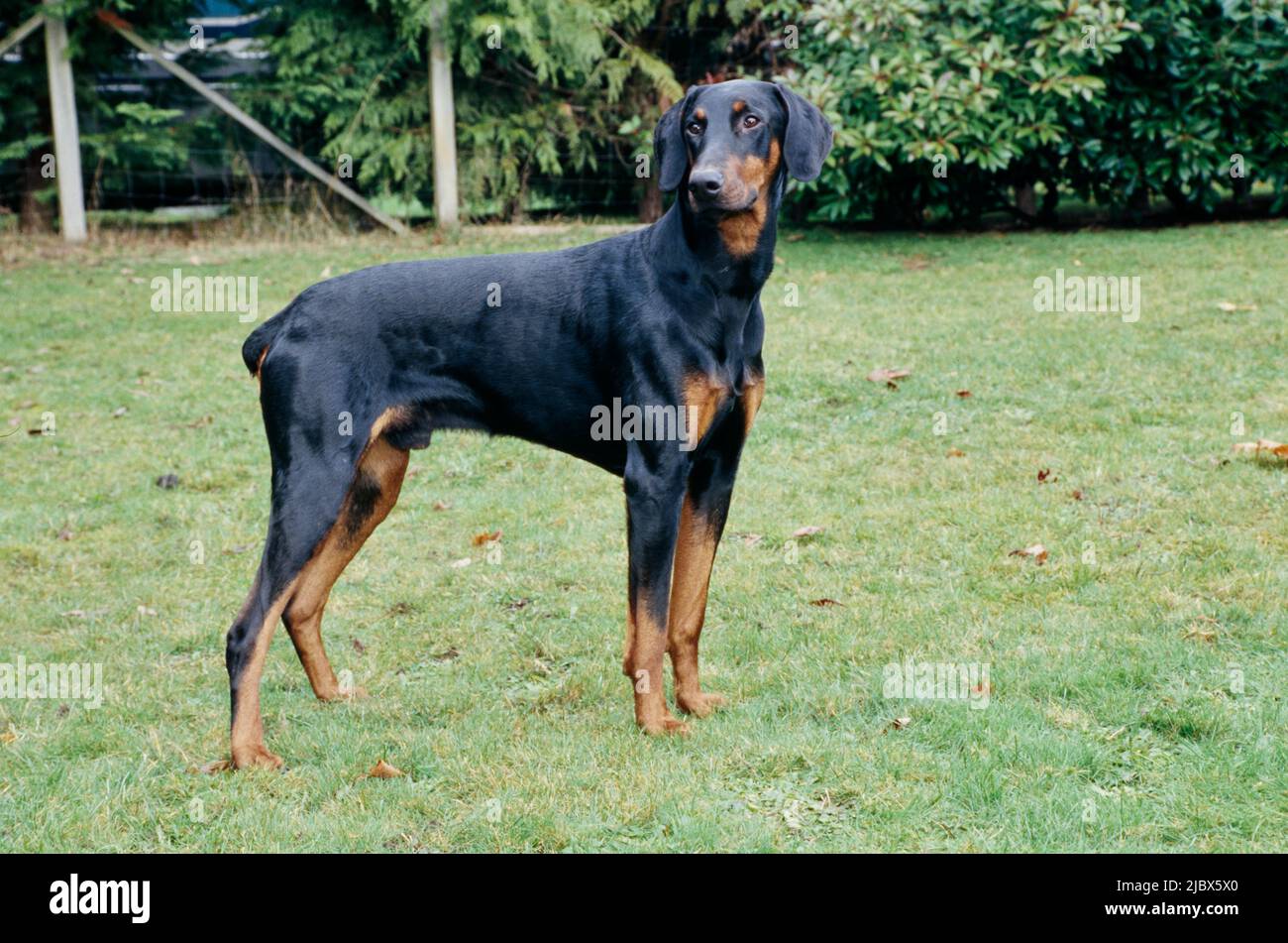 Un Doberman in piedi su un prato d'erba Foto Stock