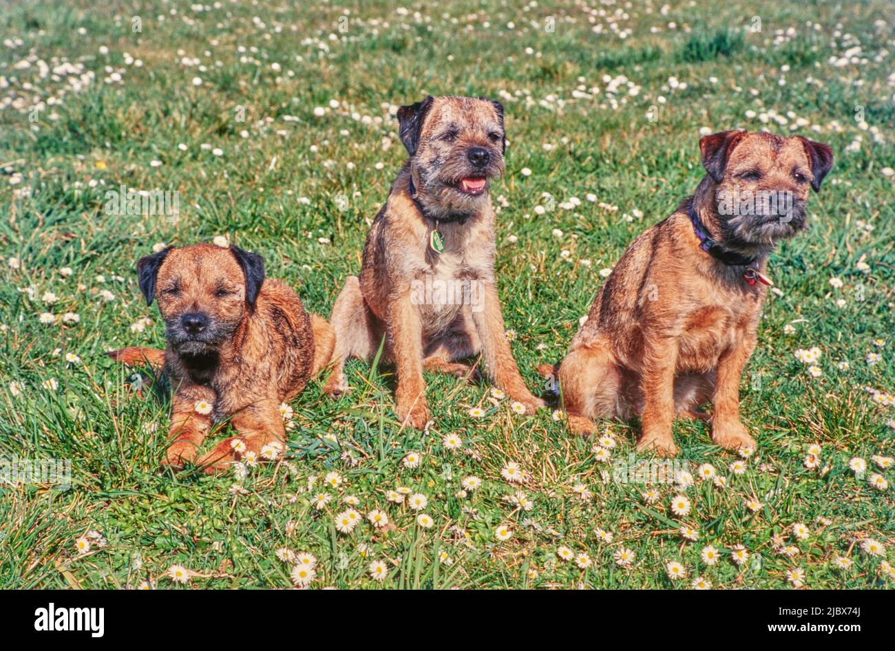 Border terrers su erba Foto Stock