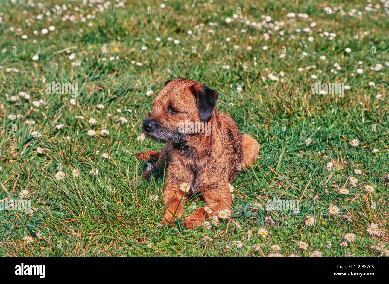 Confine terrier su erba Foto Stock