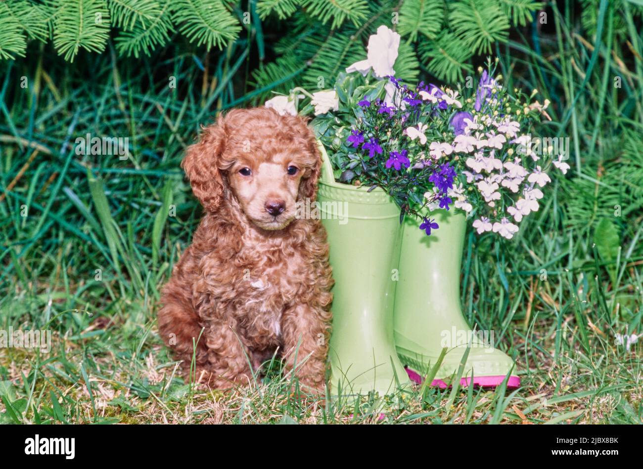 Stivali con fiori in immagini e fotografie stock ad alta risoluzione Alamy