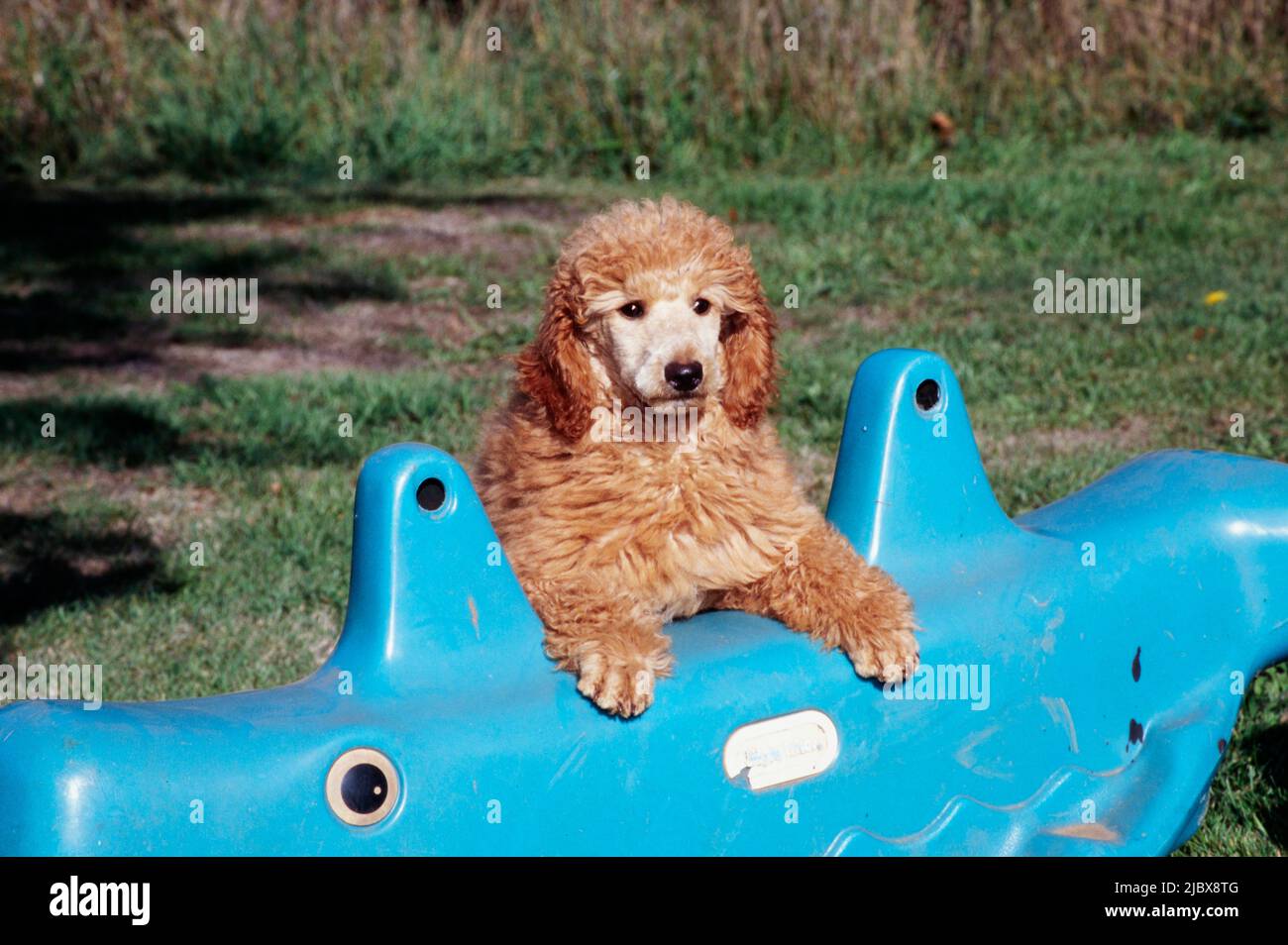 Un cucciolo di scarabocchio standard poggiando le zampe su un giocattolo blu Foto Stock