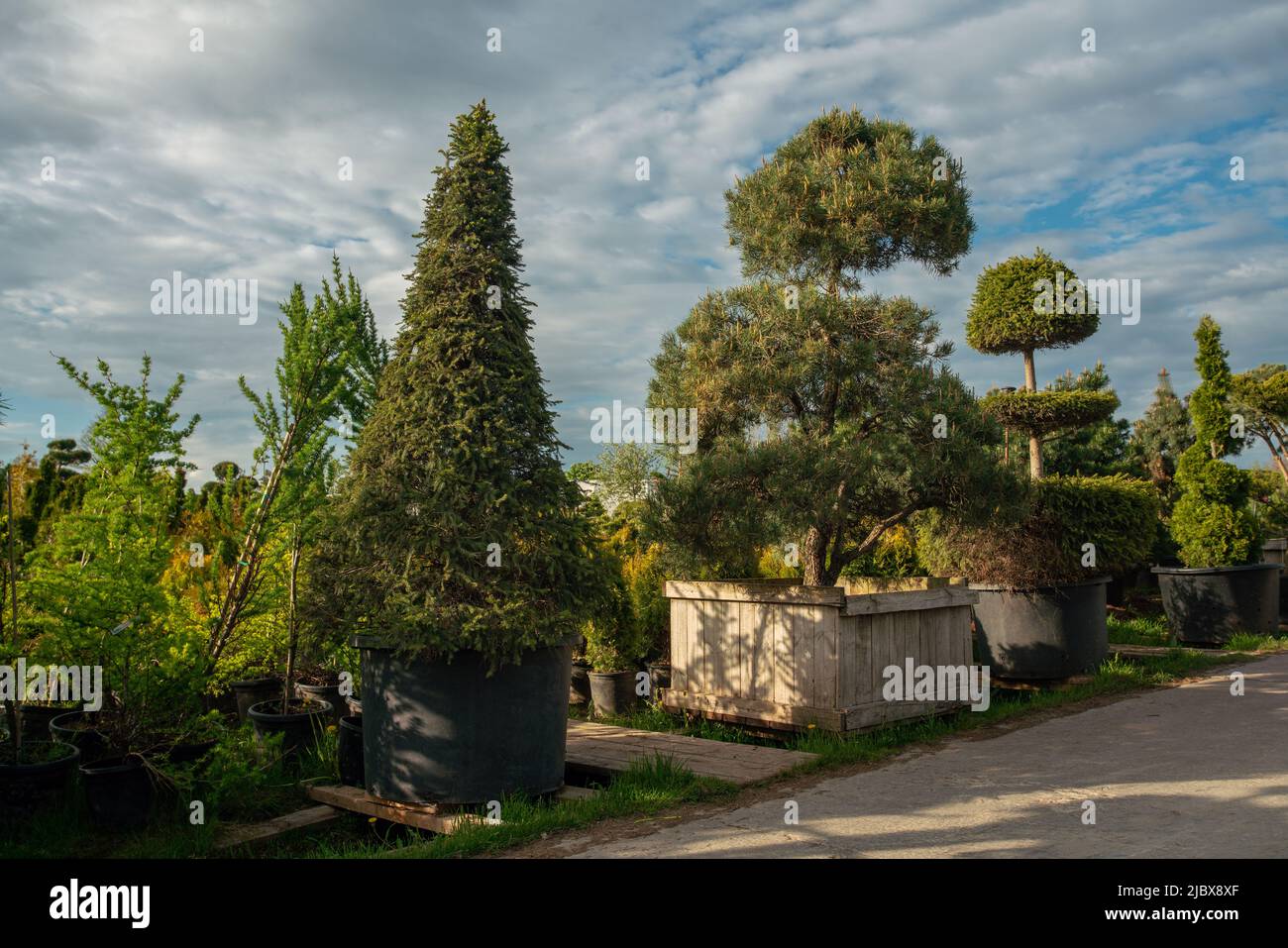 I conifere topiarie stupefacenti (in vaso) in asilo nido in Svezia, in Polonia, in Germania, nei Paesi Bassi o in Francia, O gli Stati Uniti, o Connecticut, Foto Stock