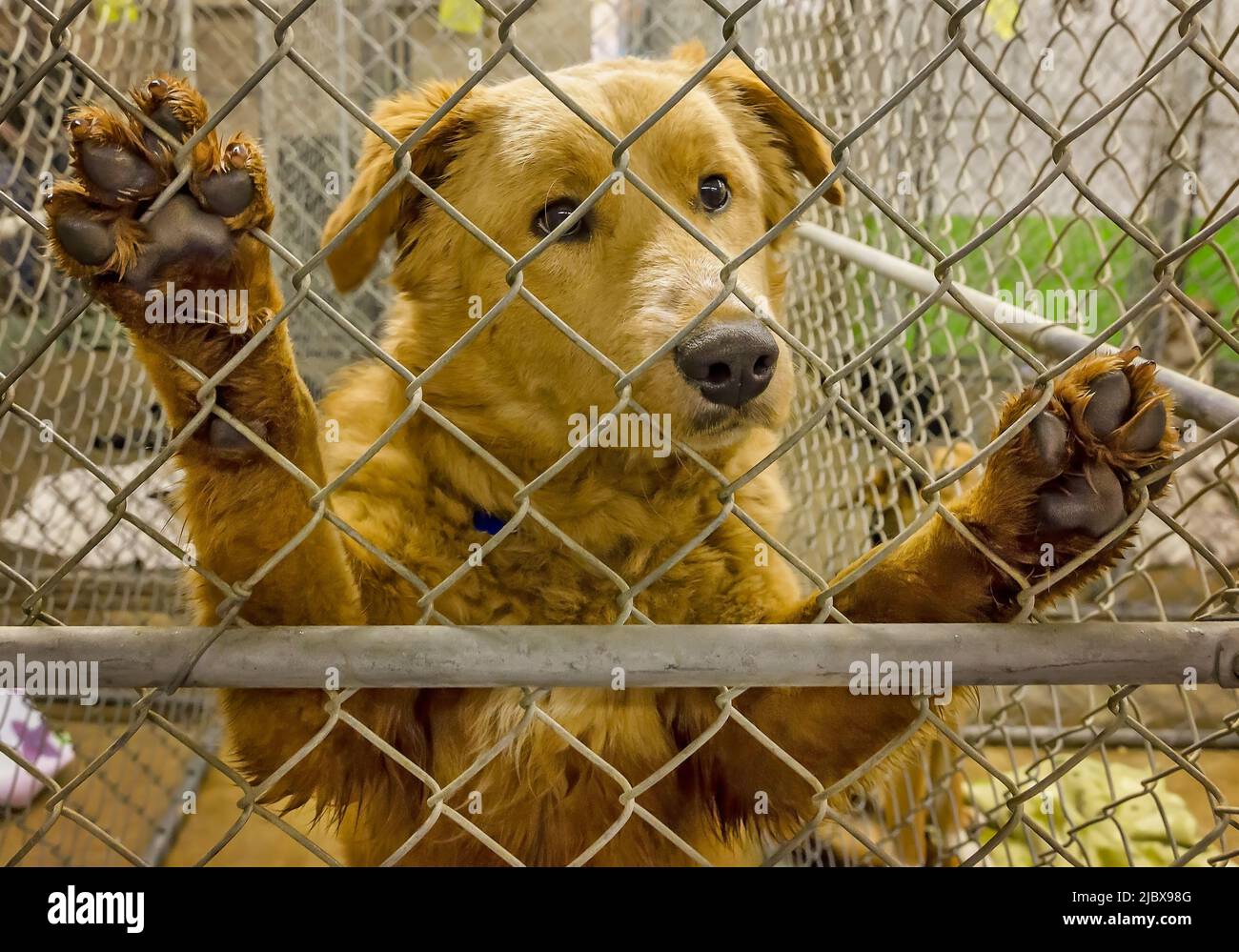 Un cane randagio cerca di catturare l’attenzione di un potenziale adottatore in un rifugio per animali, il 8 marzo 2012, a Columbus, Mississippi. Foto Stock