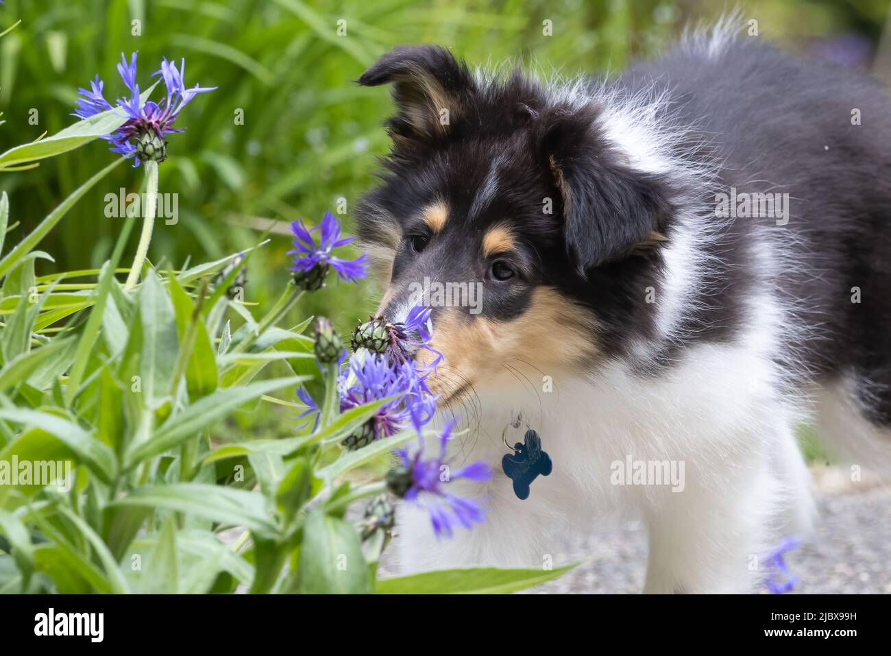 Un cucciolo di collie ruvido che sniffing un fiore viola. Foto Stock