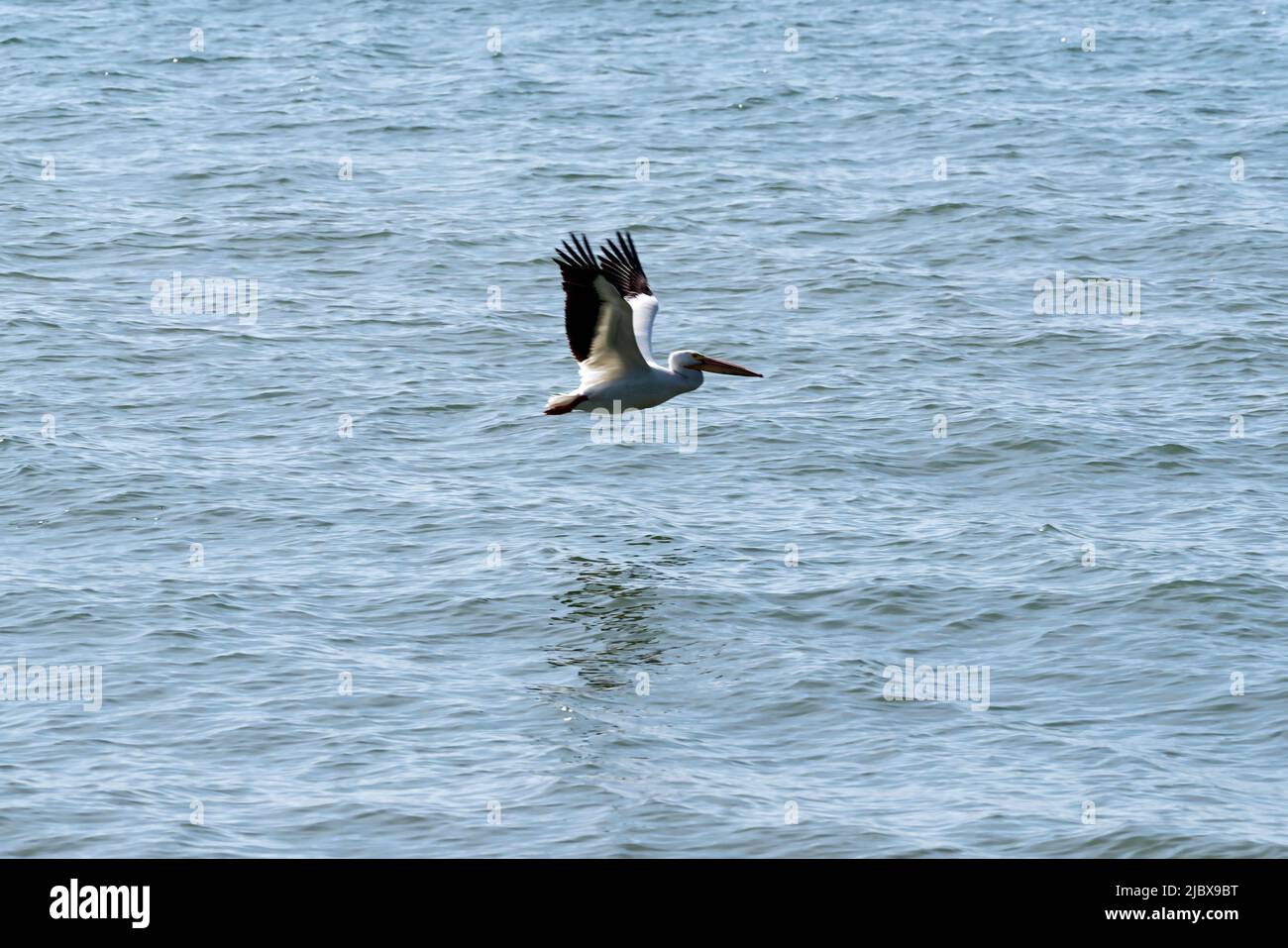 American White Pelican, Pelecanus erythrorhynchos che vola sul lago Michigan a Two Rivers, Wisconsin Foto Stock