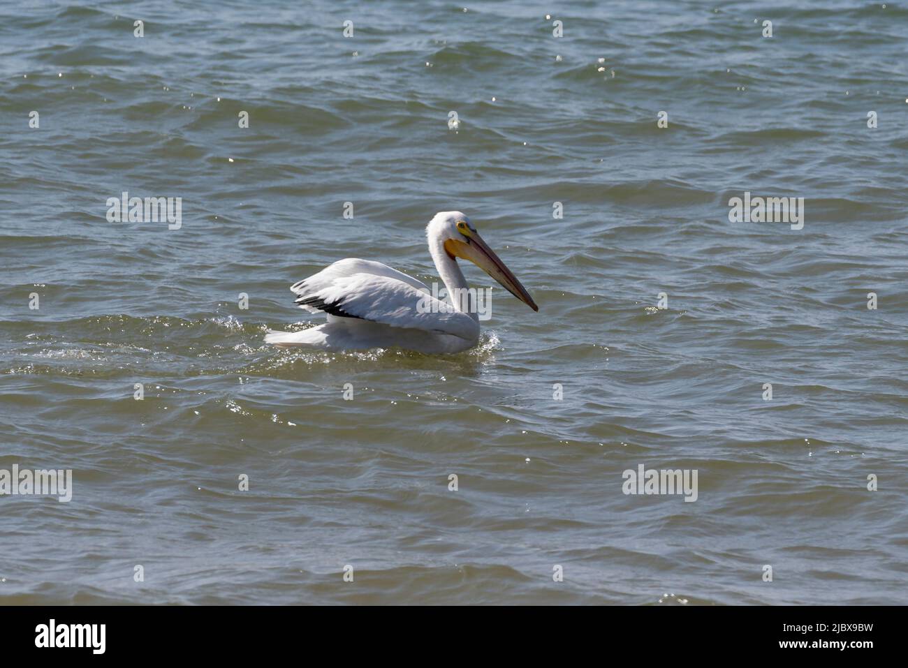 American White Pelican, Pelecanus erythrorhynchos nuoto sul lago Michigan alla ricerca di pesce a Two Rivers, Wisconsin Foto Stock