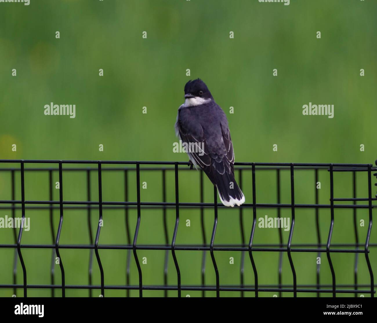 Kingbird orientale, Tyrannus tyrannus, maschio, flycatcher tiranno nativo nordamericano noto per il comportamento aggressivo mentre protegge il suo nido. Foto Stock