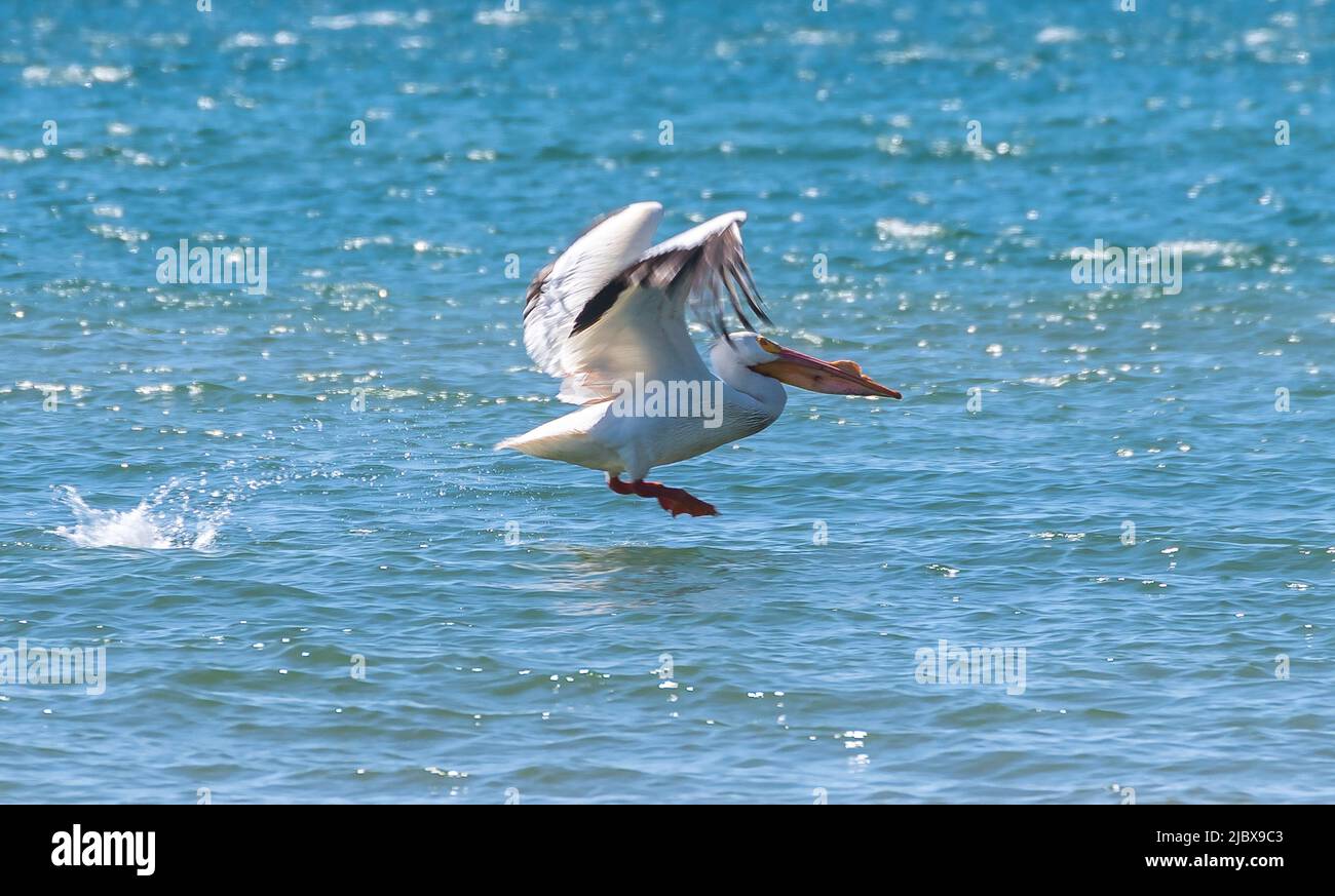 American White Pelican, Pelecanus erythrorhynchos che vola sulle acque blu del lago Michigan a Two Rivers, Wisconsin Foto Stock
