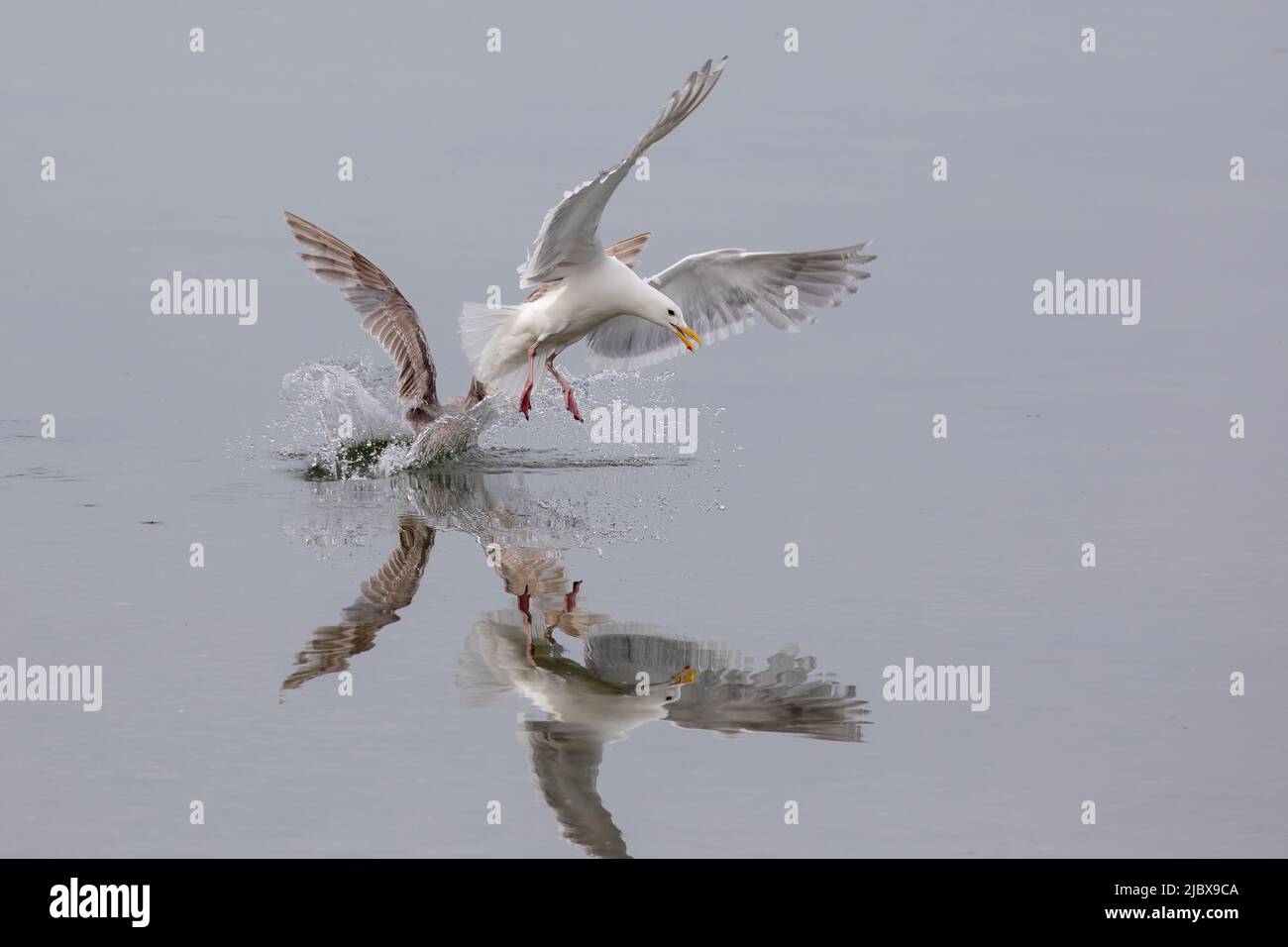 Due gabbiani che interagiscono nell'insenatura di Dye. Un uccello sta hovering con le ali sparse mentre l'altro è nell'acqua con le ali sparse. Foto Stock