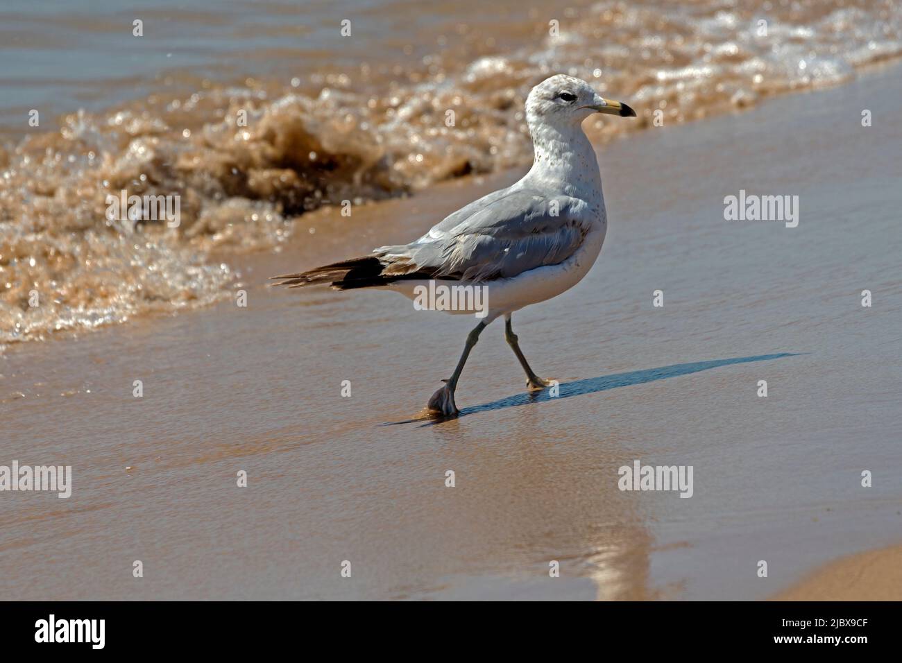 Gabbiano ad anello, Larus delawarensis, camminando in acque poco profonde sulla riva del lago Michigan a Point Beach state Forest, Two Rivers, Wisconsin Foto Stock