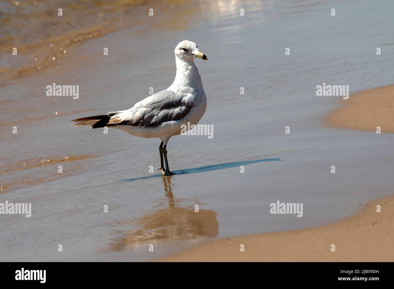 Gabbiano ad anello, Larus delawarensis, in piedi in acque poco profonde sulla riva del lago Michigan a Point Beach state Forest, Two Rivers, Wisconsin Foto Stock