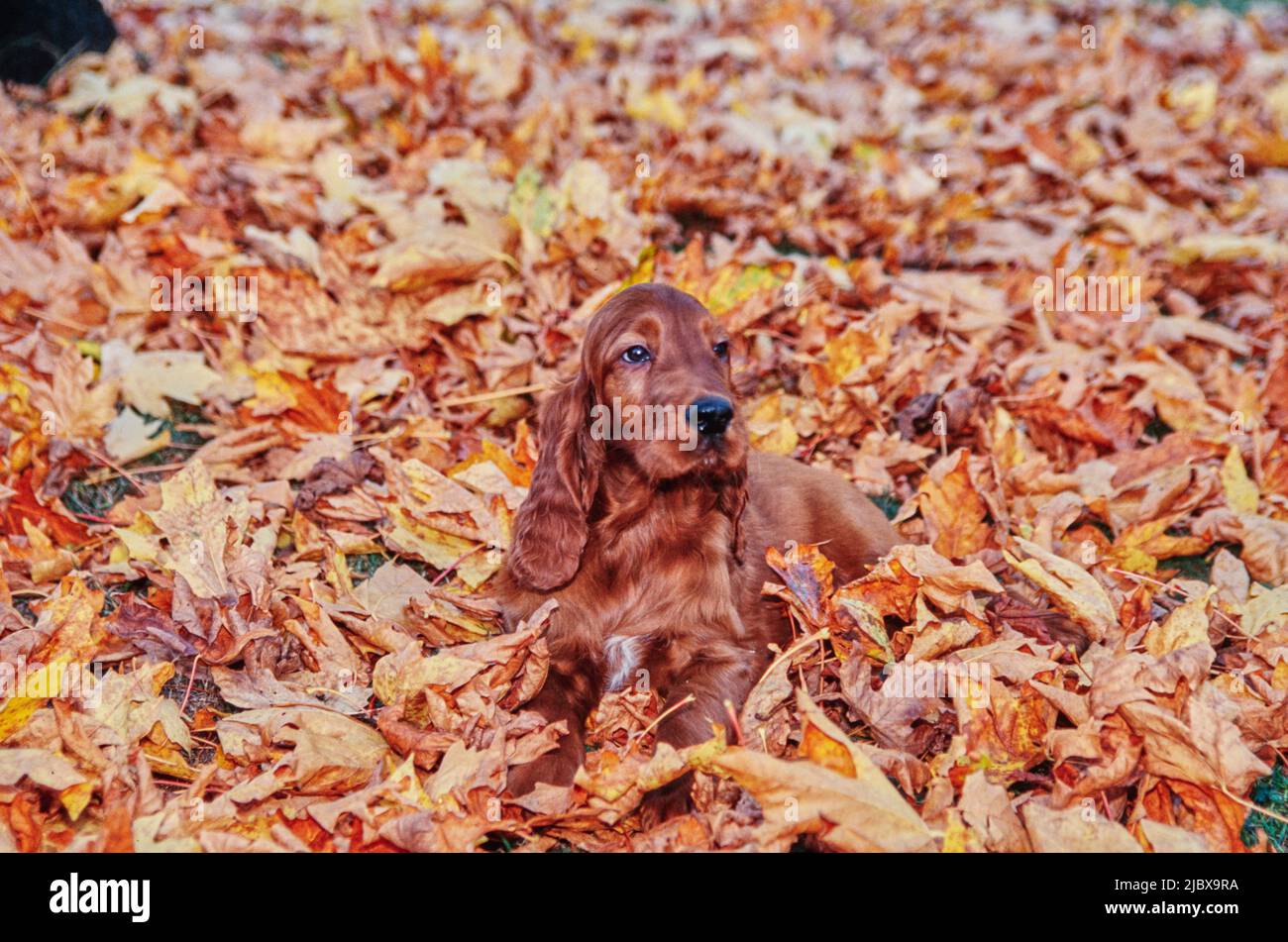 Un cucciolo di setter irlandese adagiato in un mucchio di foglie autunnali Foto Stock