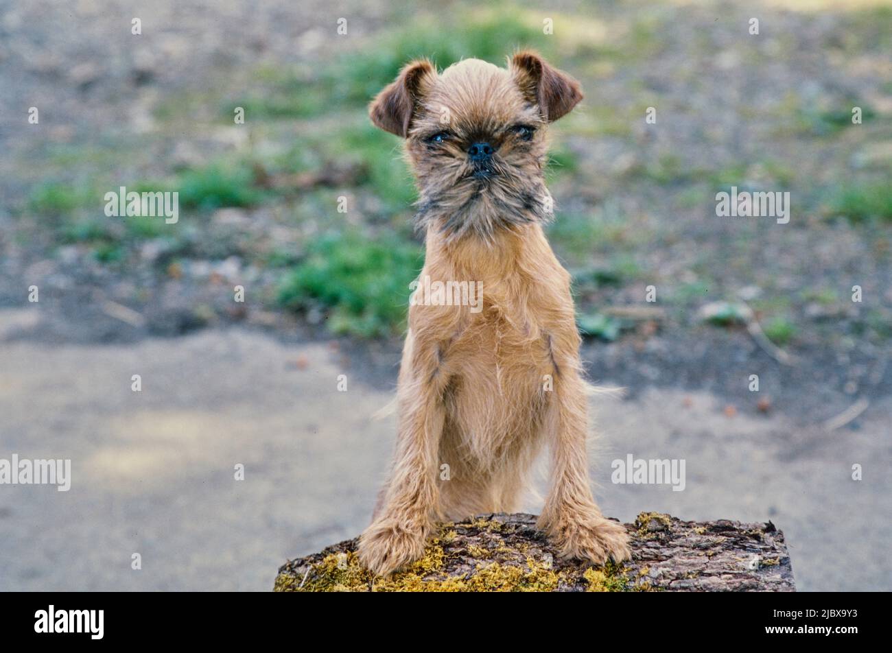 Un Griffon di Bruxelles con le zampe su un ceppo di albero Foto Stock