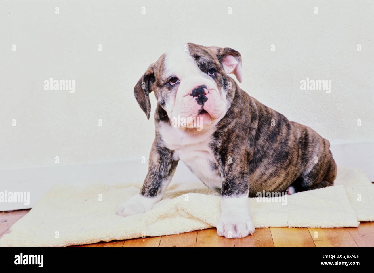 Un cucciolo di cane da corride inglese seduto su un asciugamano Foto Stock