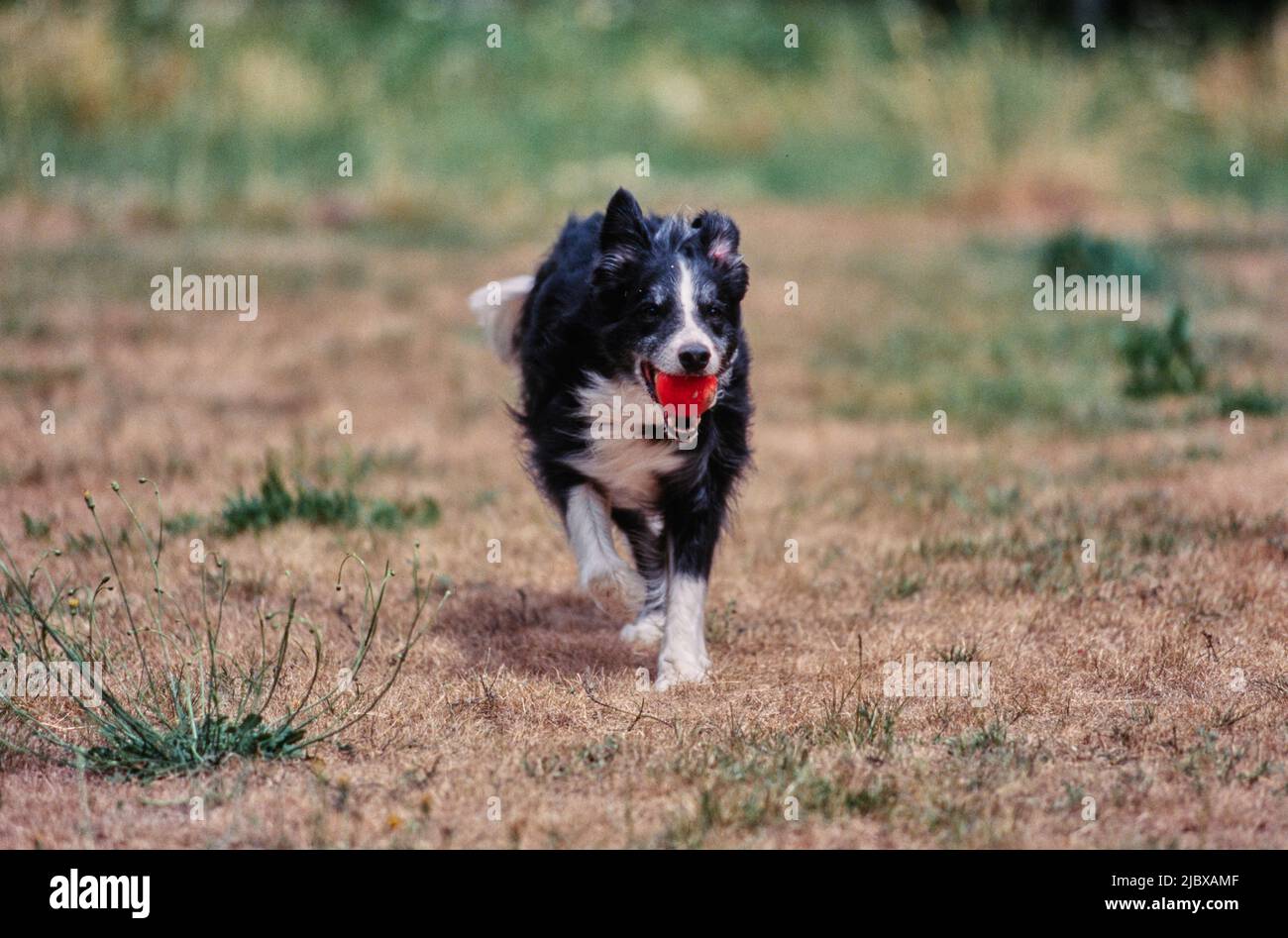 Una collie di confine che attraversa un campo erboso asciutto con una palla rossa in bocca Foto Stock