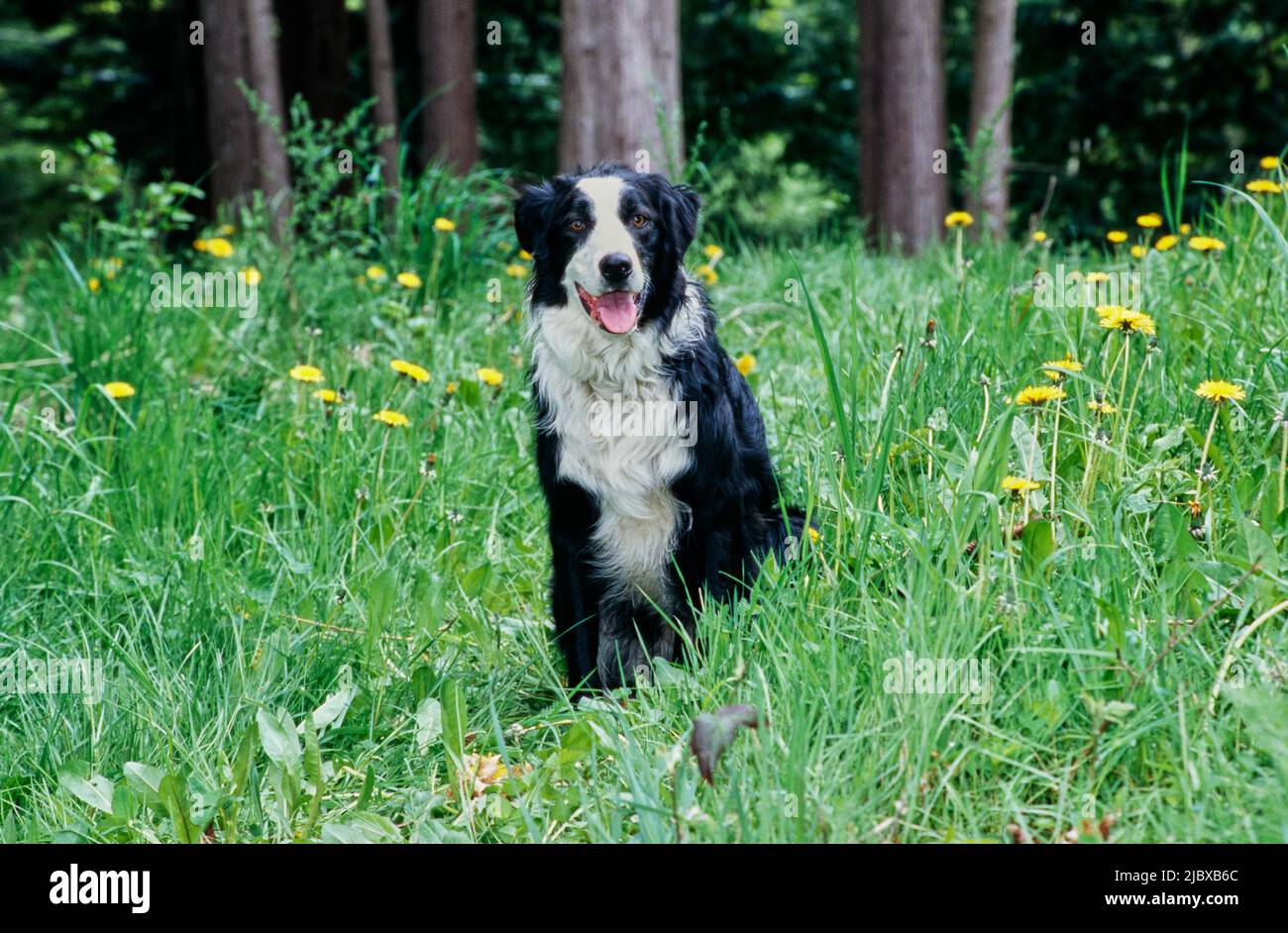 Una collie di bordo seduta in erba verde alta con fiori selvatici gialli Foto Stock