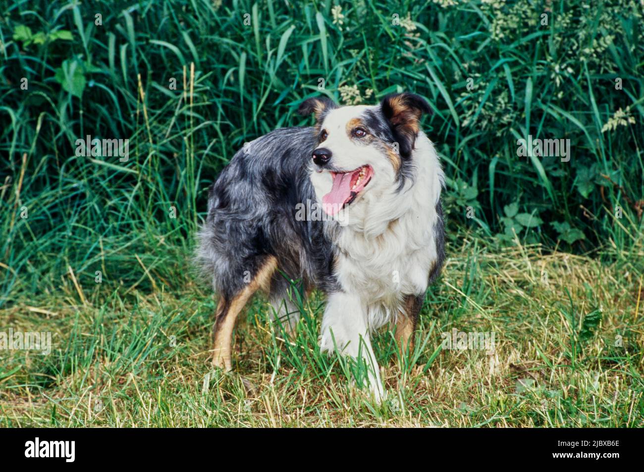Una collie di confine in piedi in erba rifinita con il verde sullo sfondo Foto Stock