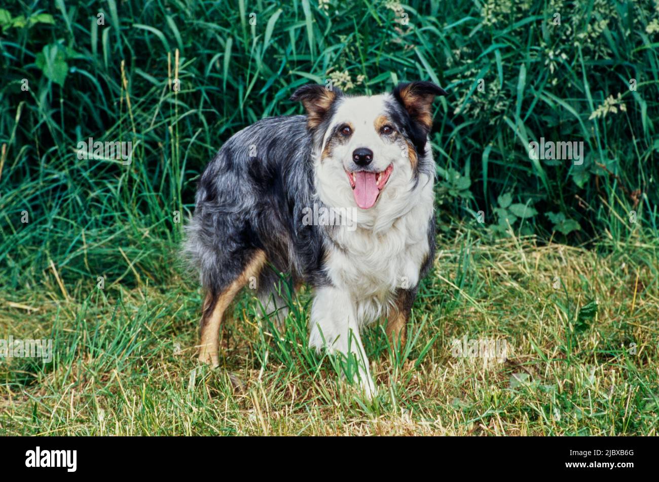 Una collie di confine in piedi in erba rifinita con il verde sullo sfondo Foto Stock