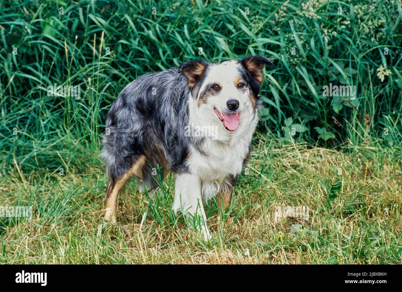 Una collie di confine in piedi in erba rifinita con il verde sullo sfondo Foto Stock