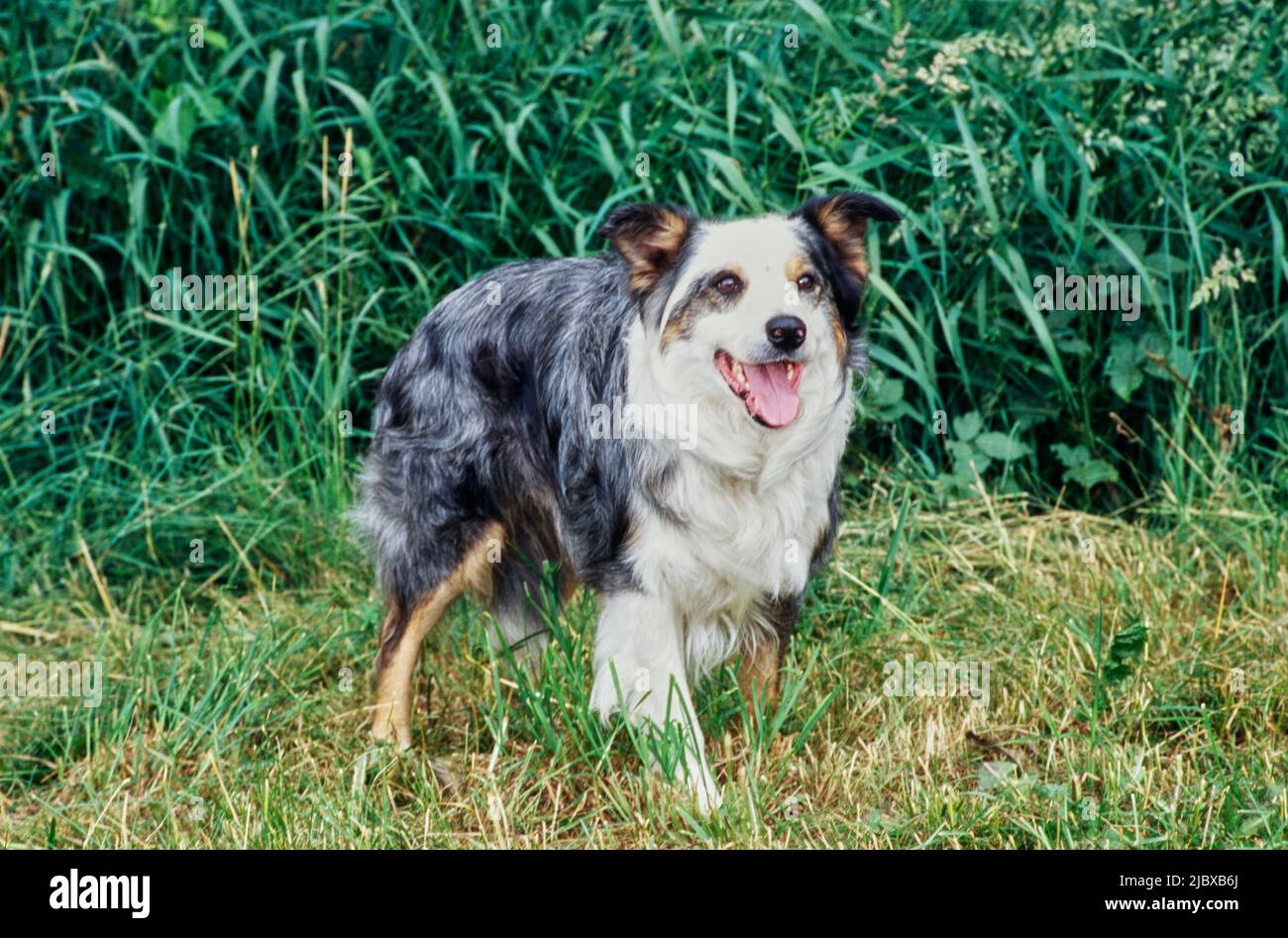 Una collie di confine in piedi in erba rifinita con il verde sullo sfondo Foto Stock