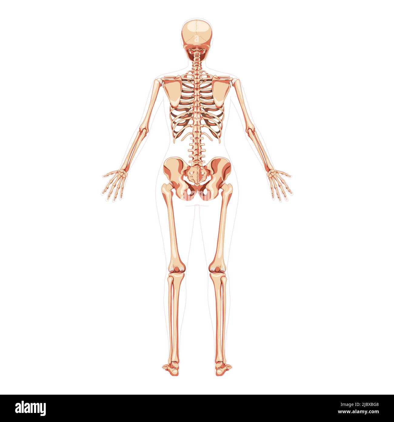 Donne Skeleton corpo umano ossa concetto femminile con mani aperte posizione. Vista posteriore della donna dorsale. 3D immagine vettoriale realistica anatomicamente corretta della ragazza piatta di anatomia isolata su bianco Illustrazione Vettoriale