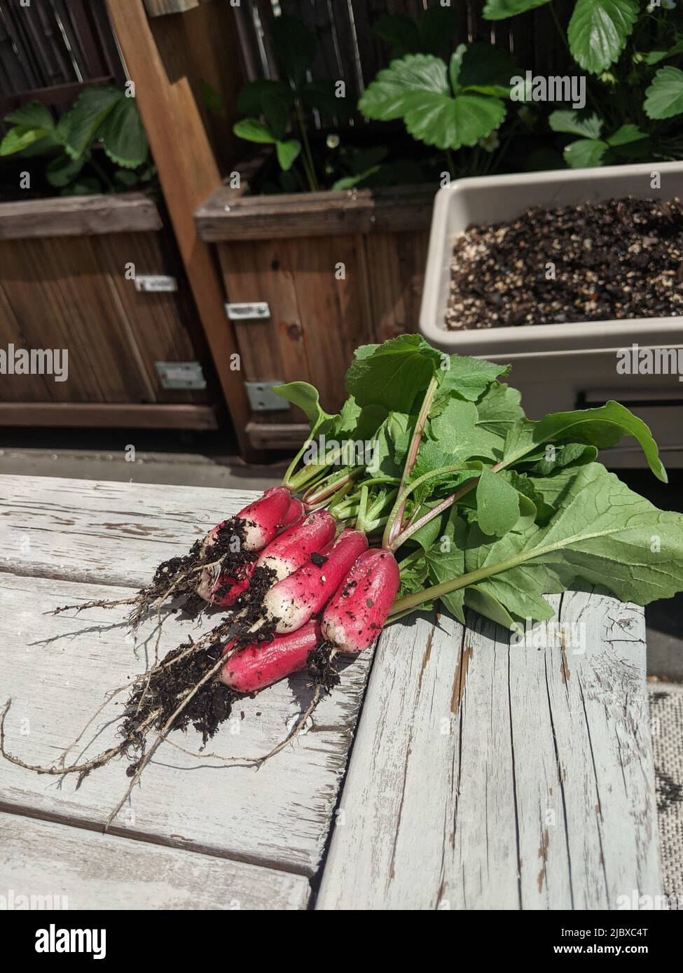 Mazzo di freschi, appena raccolti, irradia ancora di sporco, adagiato sulla tavola rustica in legno Foto Stock