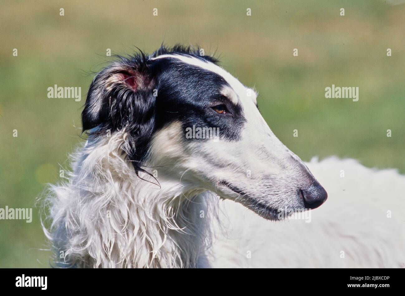 Primo piano del volto di un cane Borzoi Foto Stock