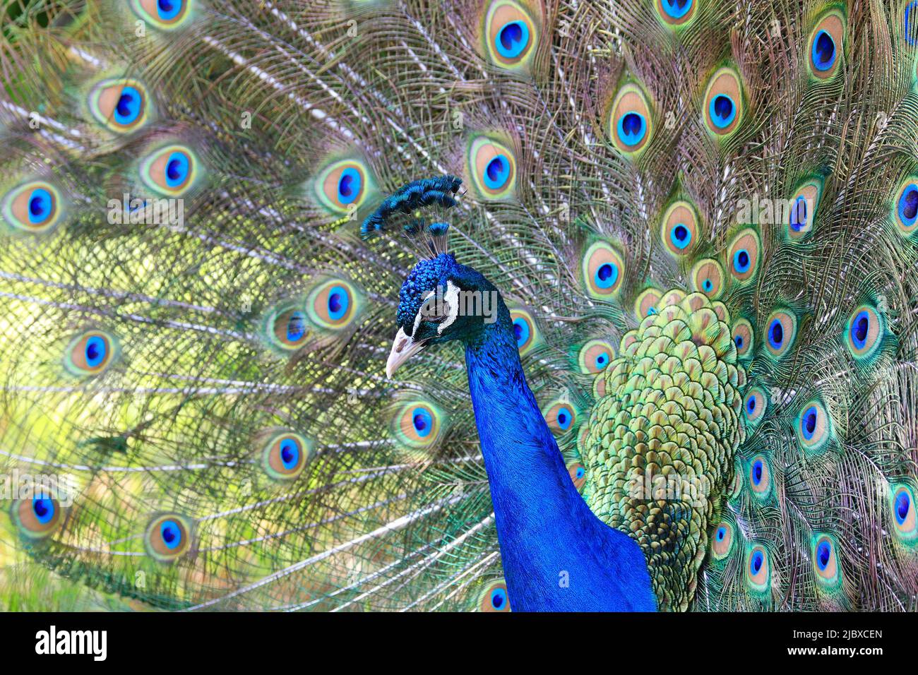 Elegante ritratto colorato con coda di pavone Foto Stock
