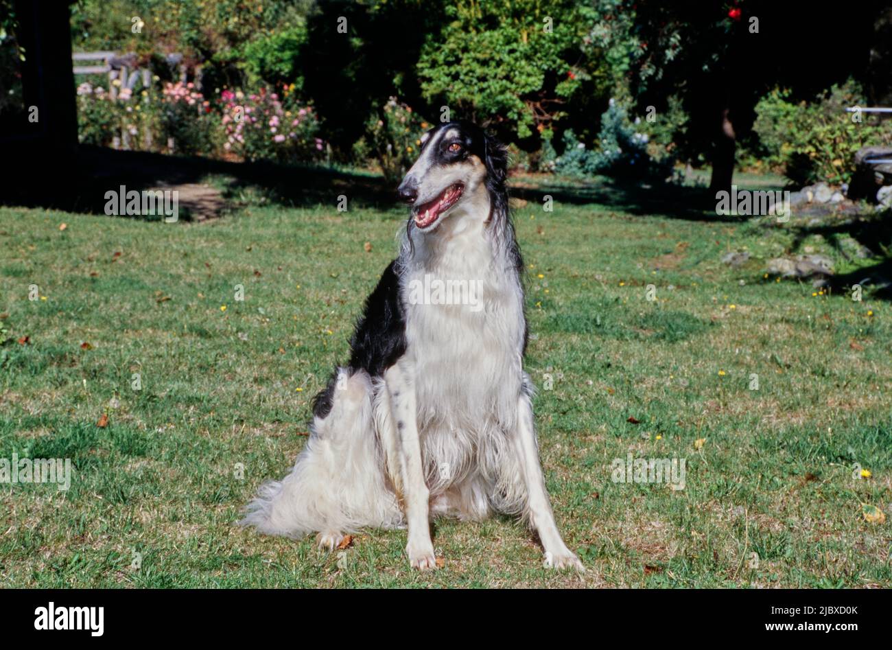 Un cane Borzoi seduto in erba Foto Stock