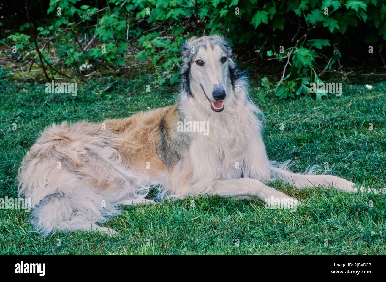 Un cane Borzoi che posa in erba Foto Stock
