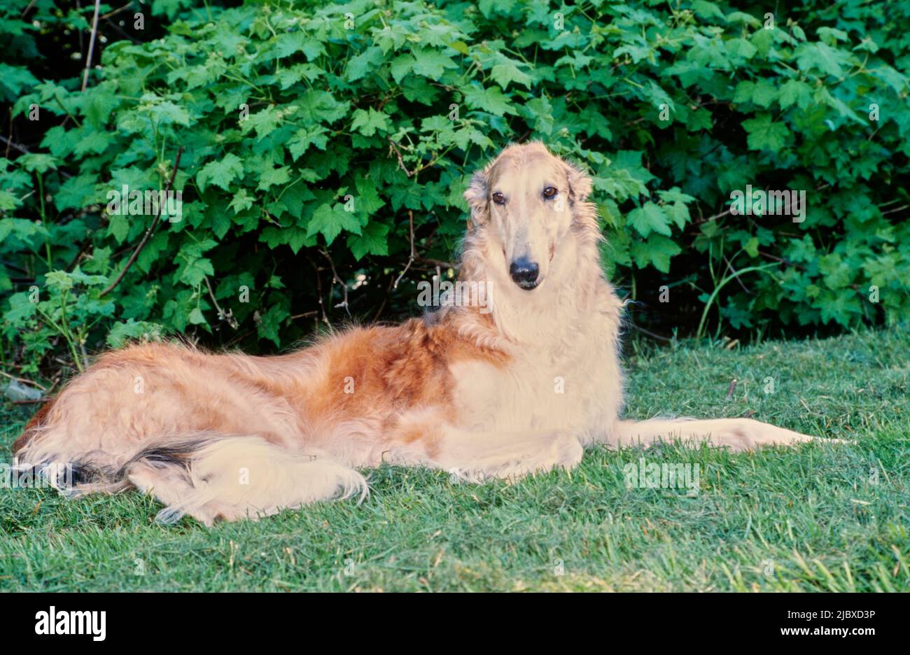 Un cane Borzoi che posa in erba Foto Stock