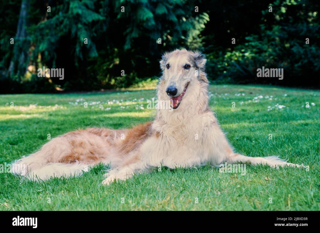 Un cane Borzoi che posa in erba Foto Stock