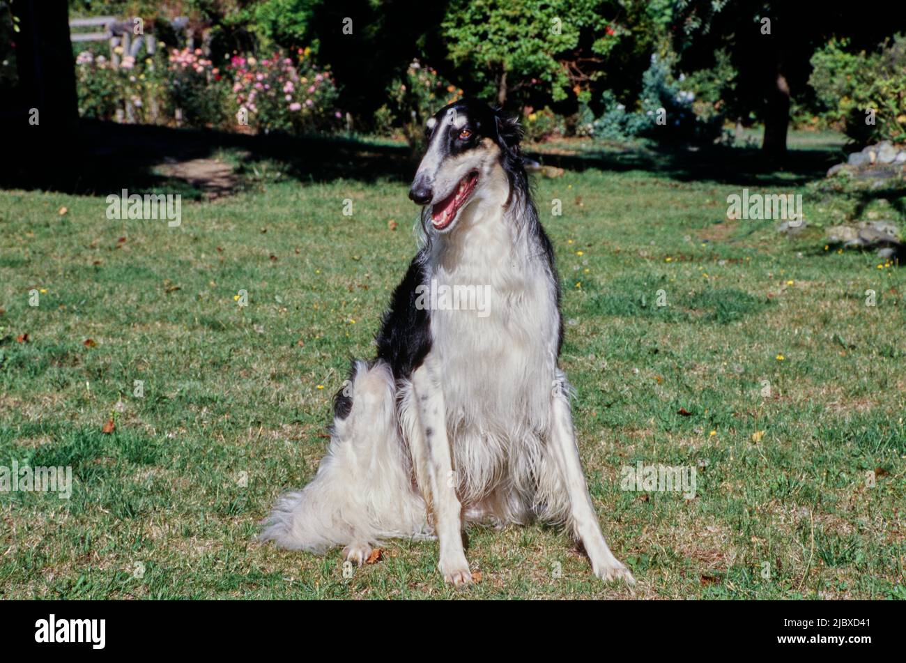 Un cane Borzoi seduto in erba Foto Stock