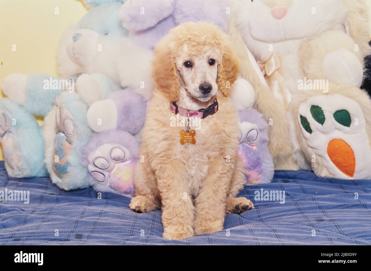 Un cucciolo standard con giocattoli ripieni Foto Stock