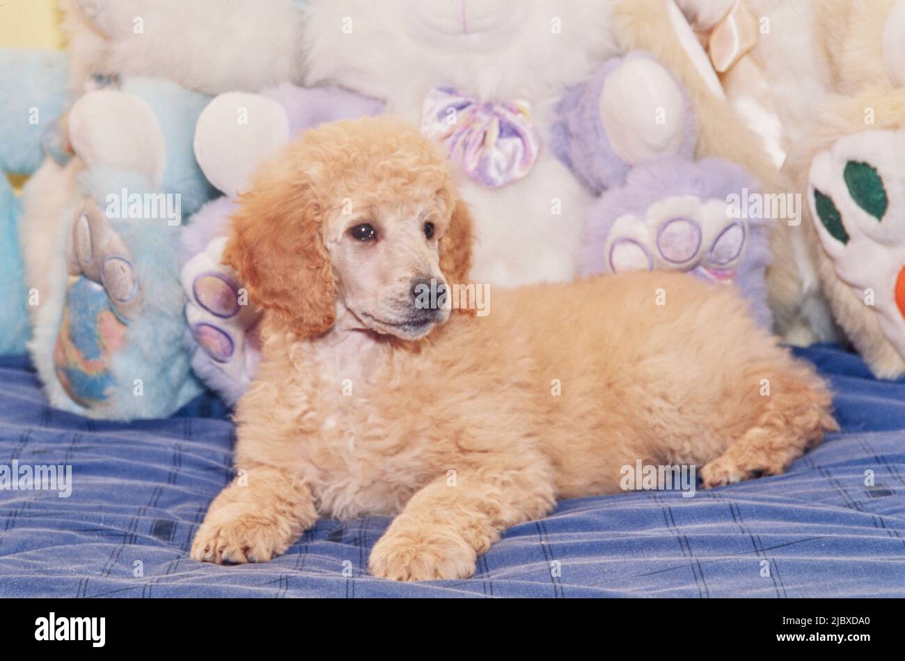 Un cucciolo standard con giocattoli ripieni Foto Stock