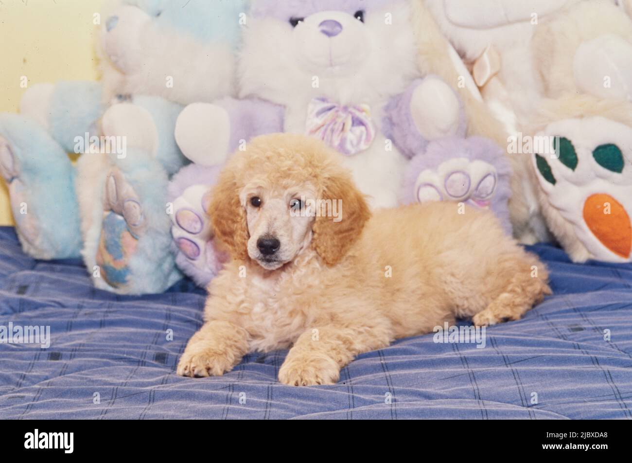 Un cucciolo standard con giocattoli ripieni Foto Stock