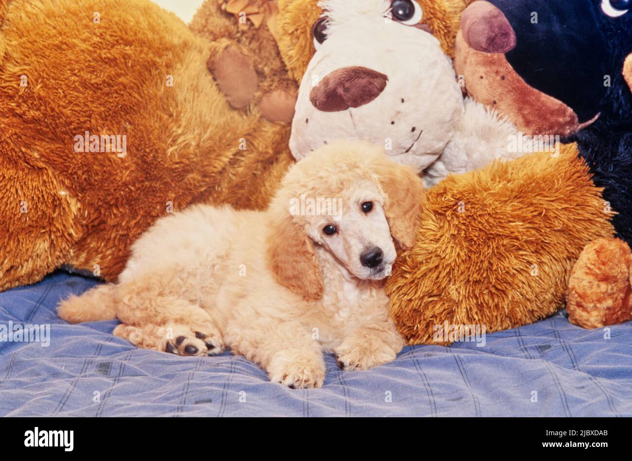 Un cucciolo standard con giocattoli ripieni Foto Stock