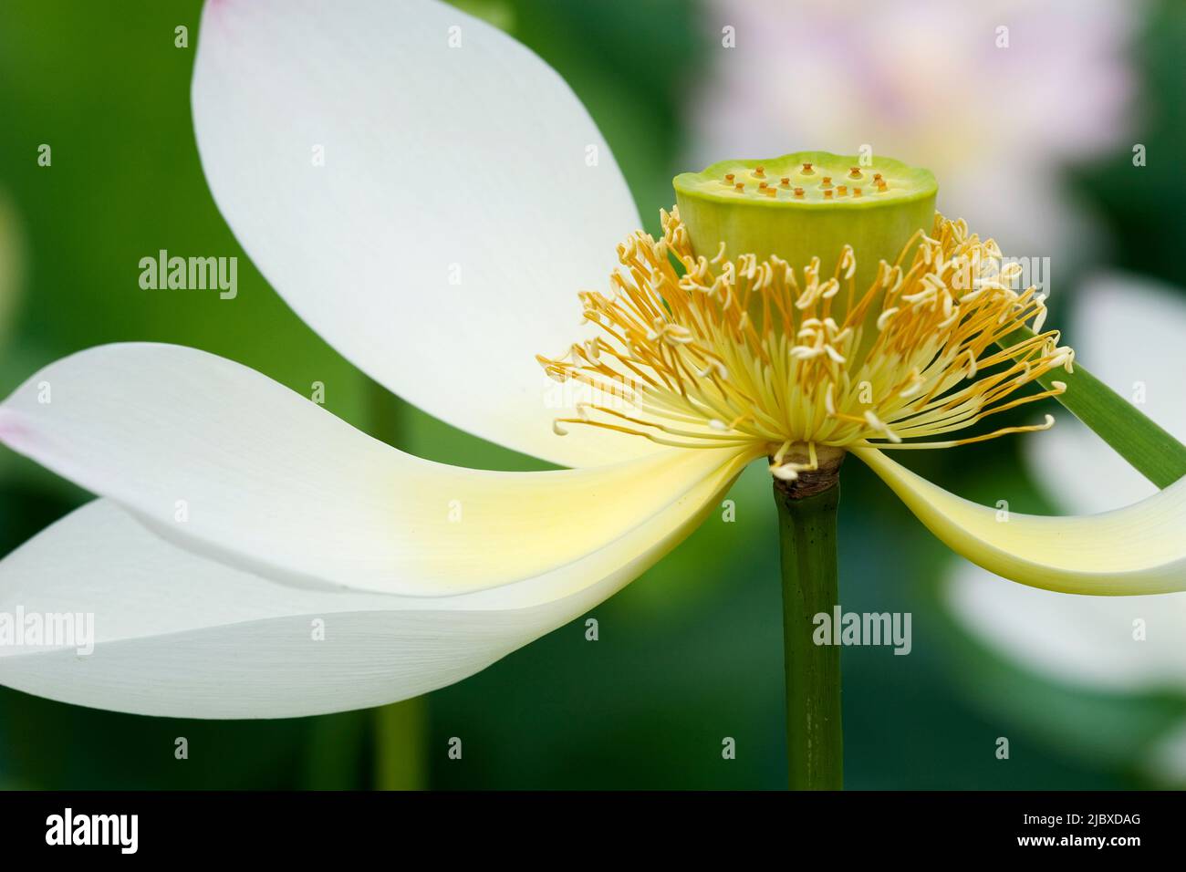 Piena fioritura bianco fiore di loto con profondità di campo Foto Stock