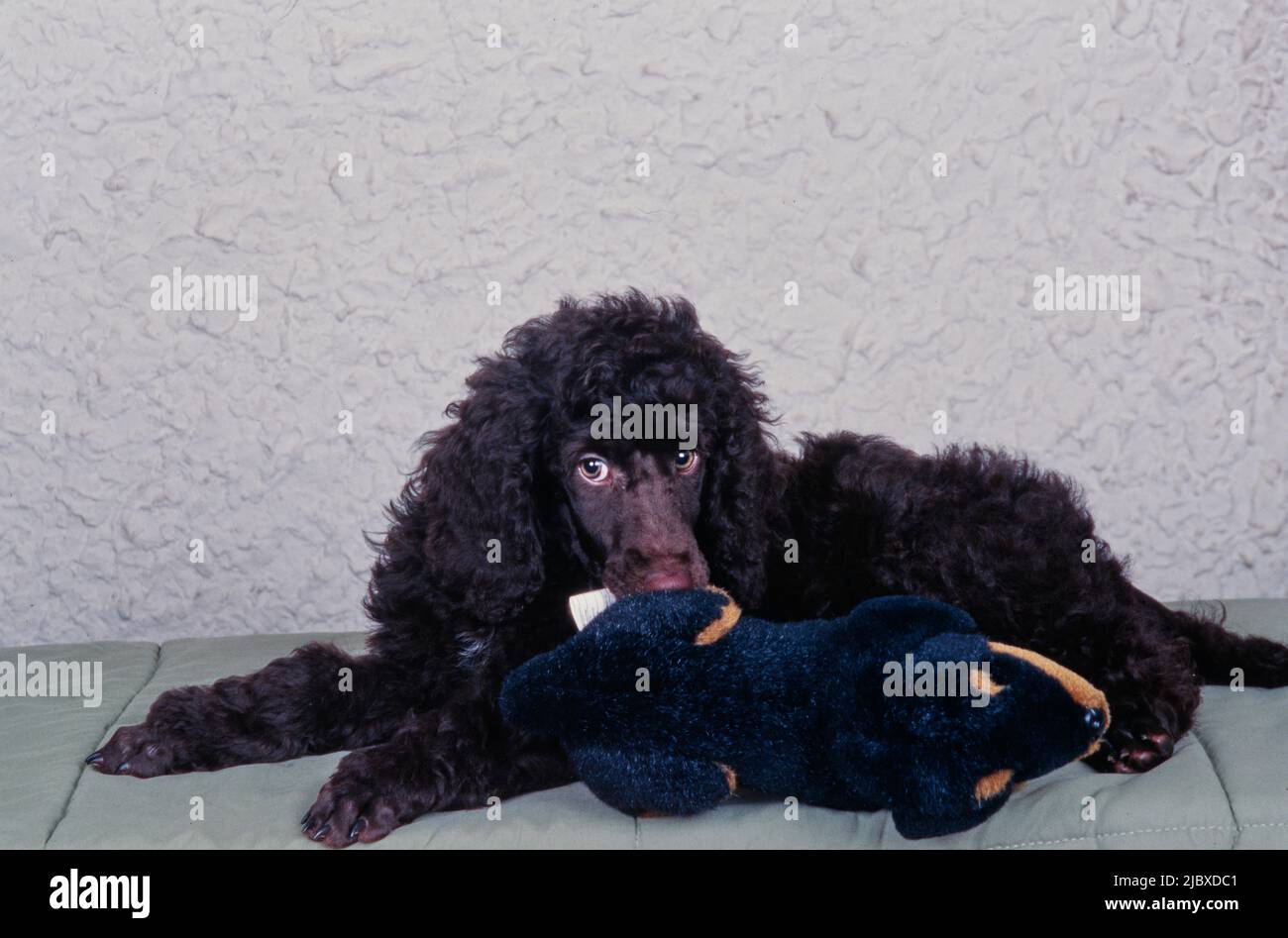 Una stesa standard di barbatuffolo con un cane giocattolo ripieno Foto Stock