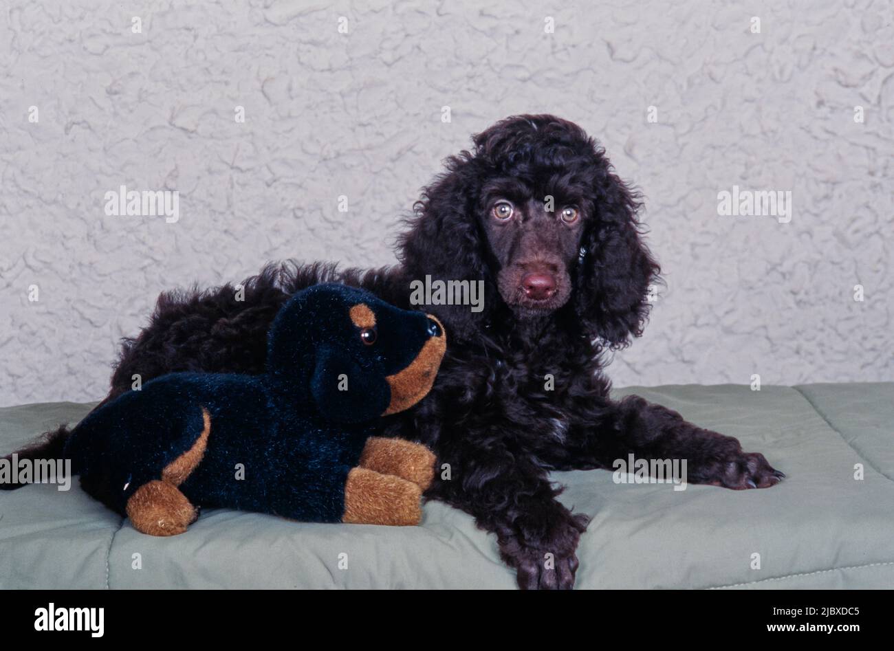 Una stesa standard di barbatuffolo con un cane giocattolo ripieno Foto Stock