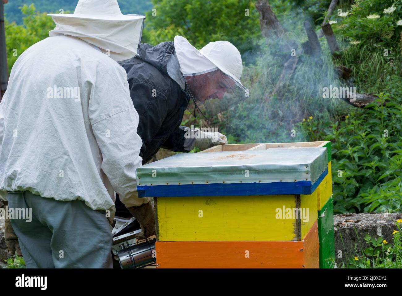 Due apicoltori con indumenti da lavoro protettivi in un apiario ispezionano gli alveari delle api e li fumano con un fumatore per calmarli. Concetto di apicoltura Foto Stock