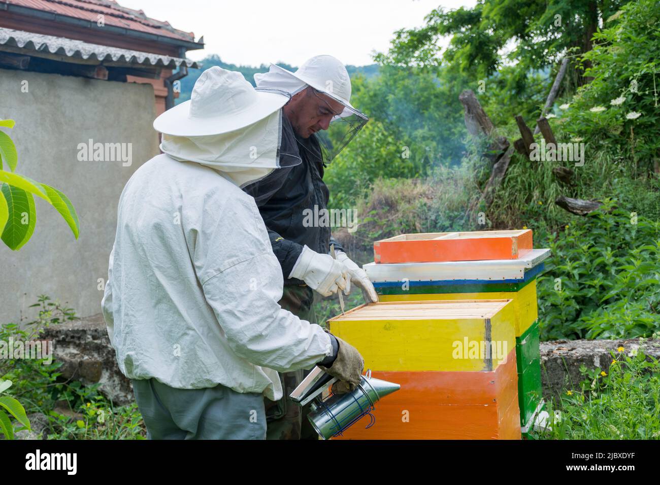 Due apicoltori con indumenti da lavoro protettivi in un apiario ispezionare l'alveare delle api in una mattinata estiva. Concetto di apicoltura Foto Stock