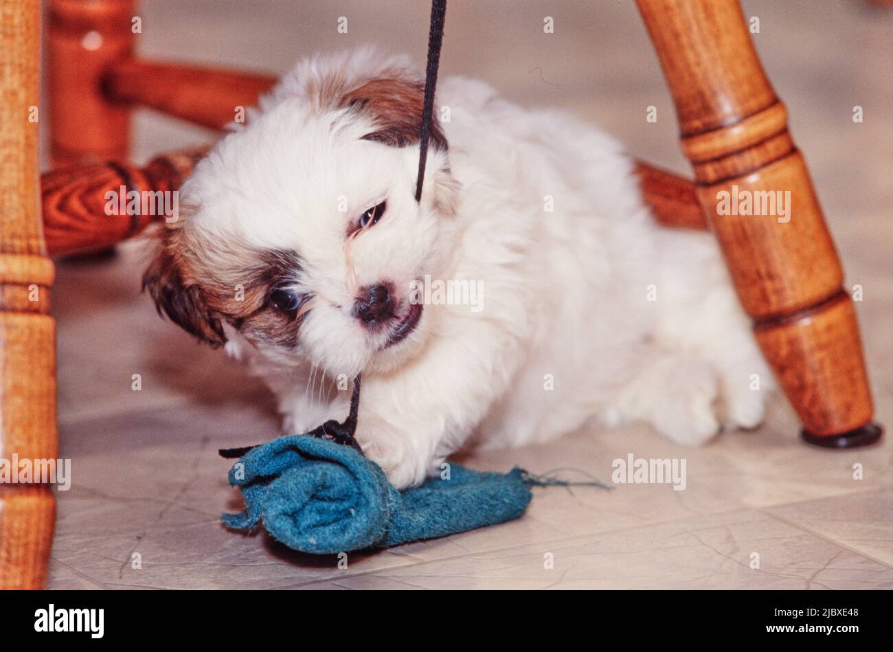 Un cane cucciolo shih tzu che gioca con un giocattolo di cane blu ai piedi di una sedia di legno Foto Stock