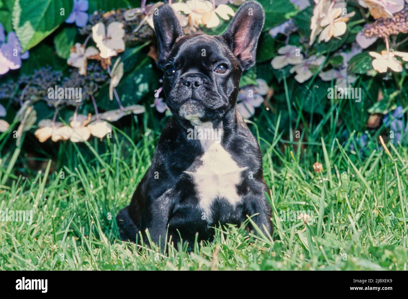 Un cucciolo nero francese di bulldog seduto in erba di fronte ad una pianta viola fiorita Foto Stock Un cucciolo nero francese di bulldog seduto in erba di fronte ad una pianta viola fiorita Foto Stock