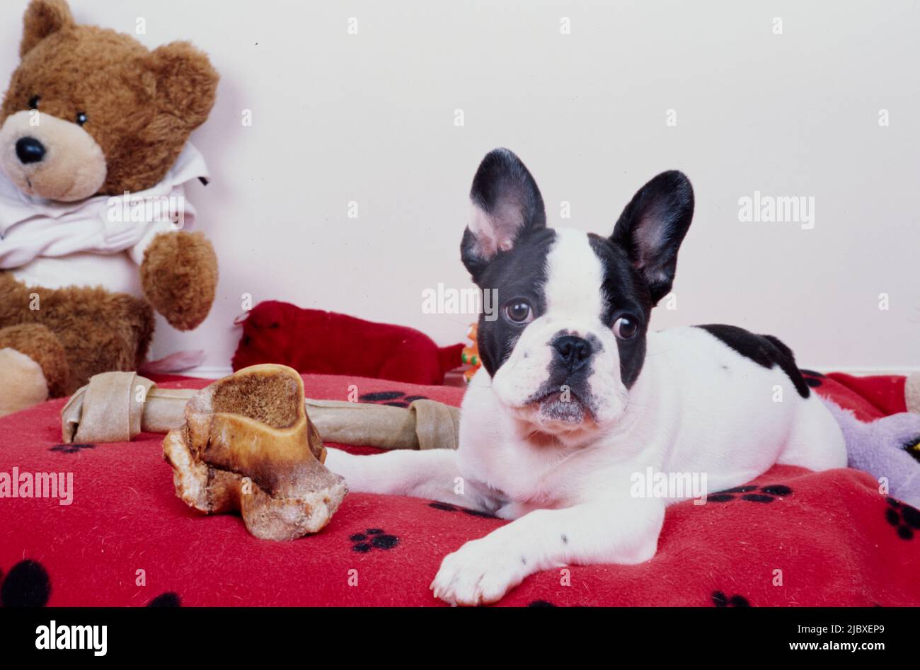 Un bulldog francese pied che si stende con le ossa di mastio su una coperta di stampa di zampa rossa con un orsacchiotto ripieno sullo sfondo Foto Stock