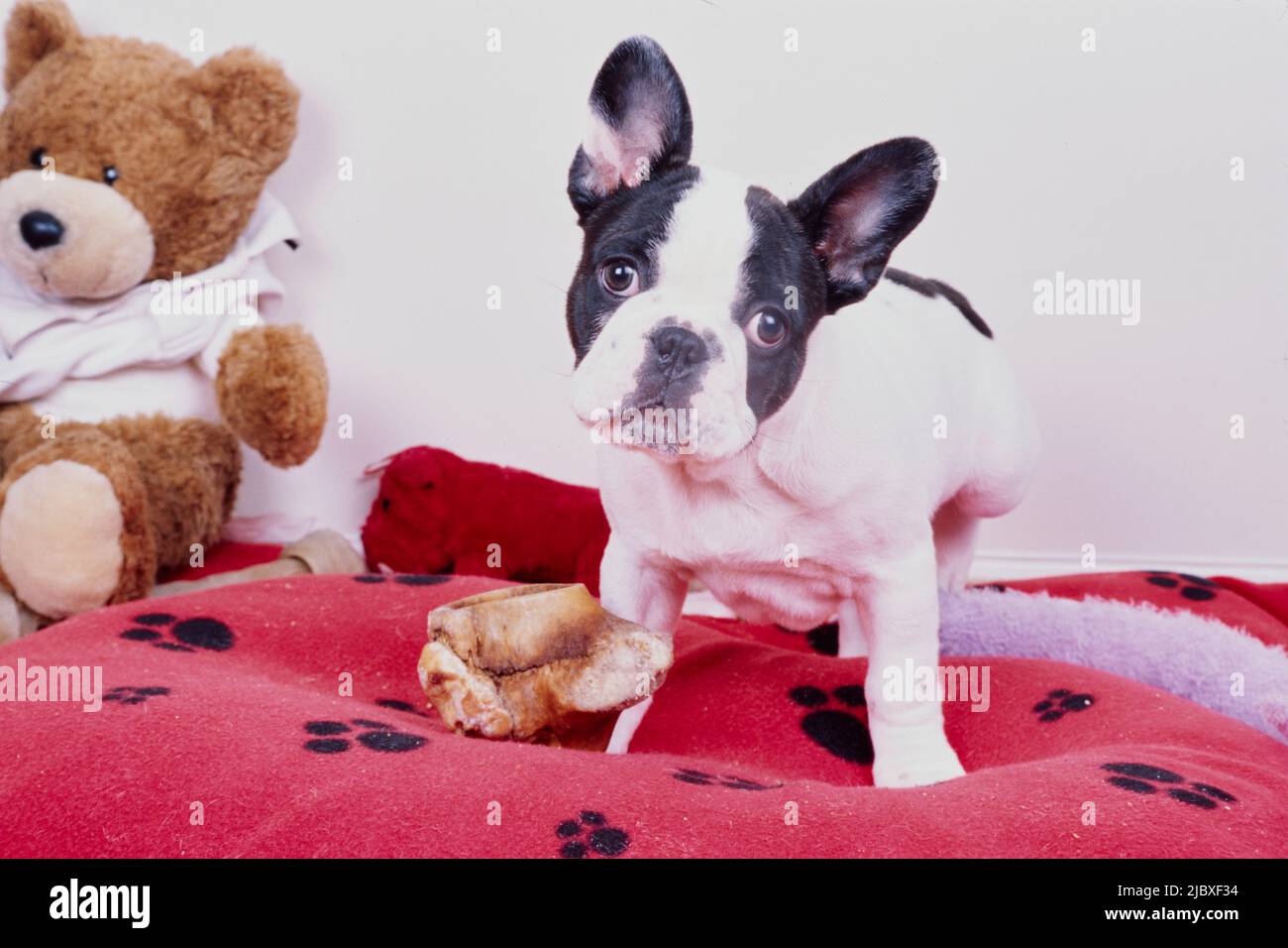 Un bulldog francese pied in piedi da un osso mastodontico su una coperta di stampa di zampa rossa con un orsacchiotto ripieno sullo sfondo Foto Stock