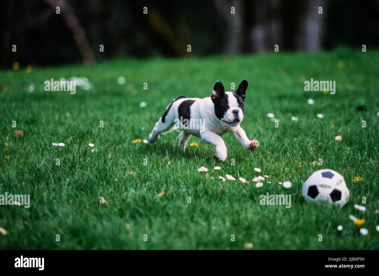 Un pied bulldog francese insegue una palla attraverso erba verde Foto Stock