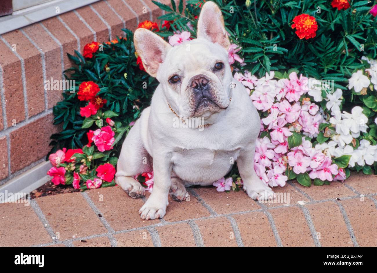 Un bulldog francese color crema seduto su una piantatrice in mattoni piena di fiori rossi, rosa e bianchi Foto Stock
