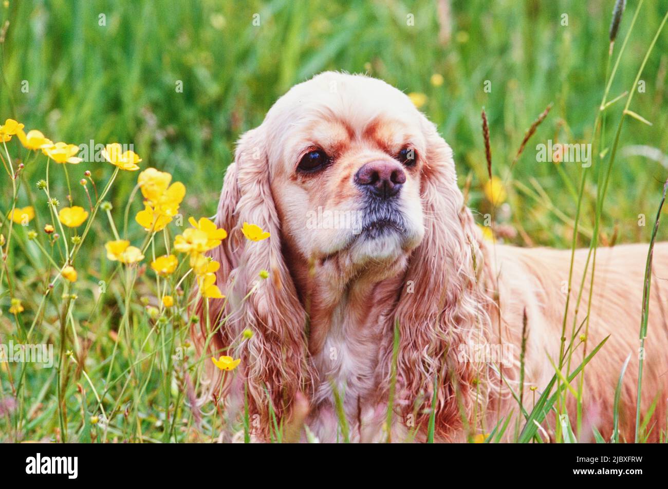 Primo piano di un Cocker Spaniel americano dai colori dorati che si posa in erba alta e fiori selvatici gialli Foto Stock