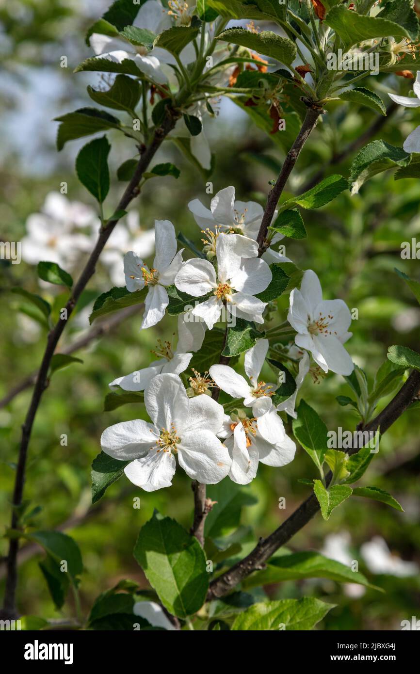 Apple Blossoms, frutteto di mele, primavera, Michigan, Stati Uniti, Di James D Coppinger/Dembinsky Photo Assoc Foto Stock
